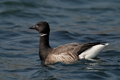 David Plant Photography - Wildlife Photography - Brent goose - H